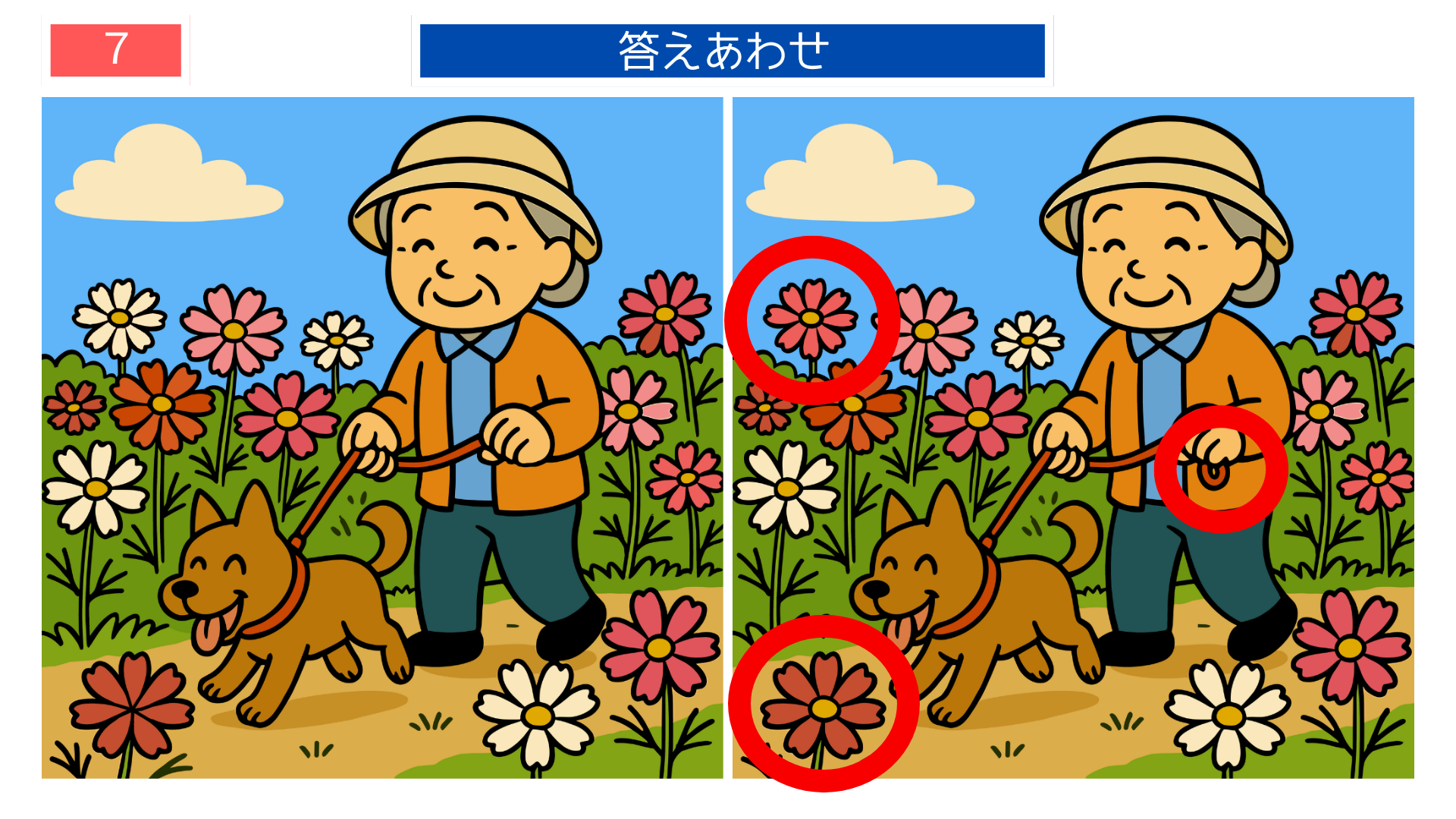 間違い探しクイズ｜コスモス畑を犬と散歩するシニアの答えイラスト