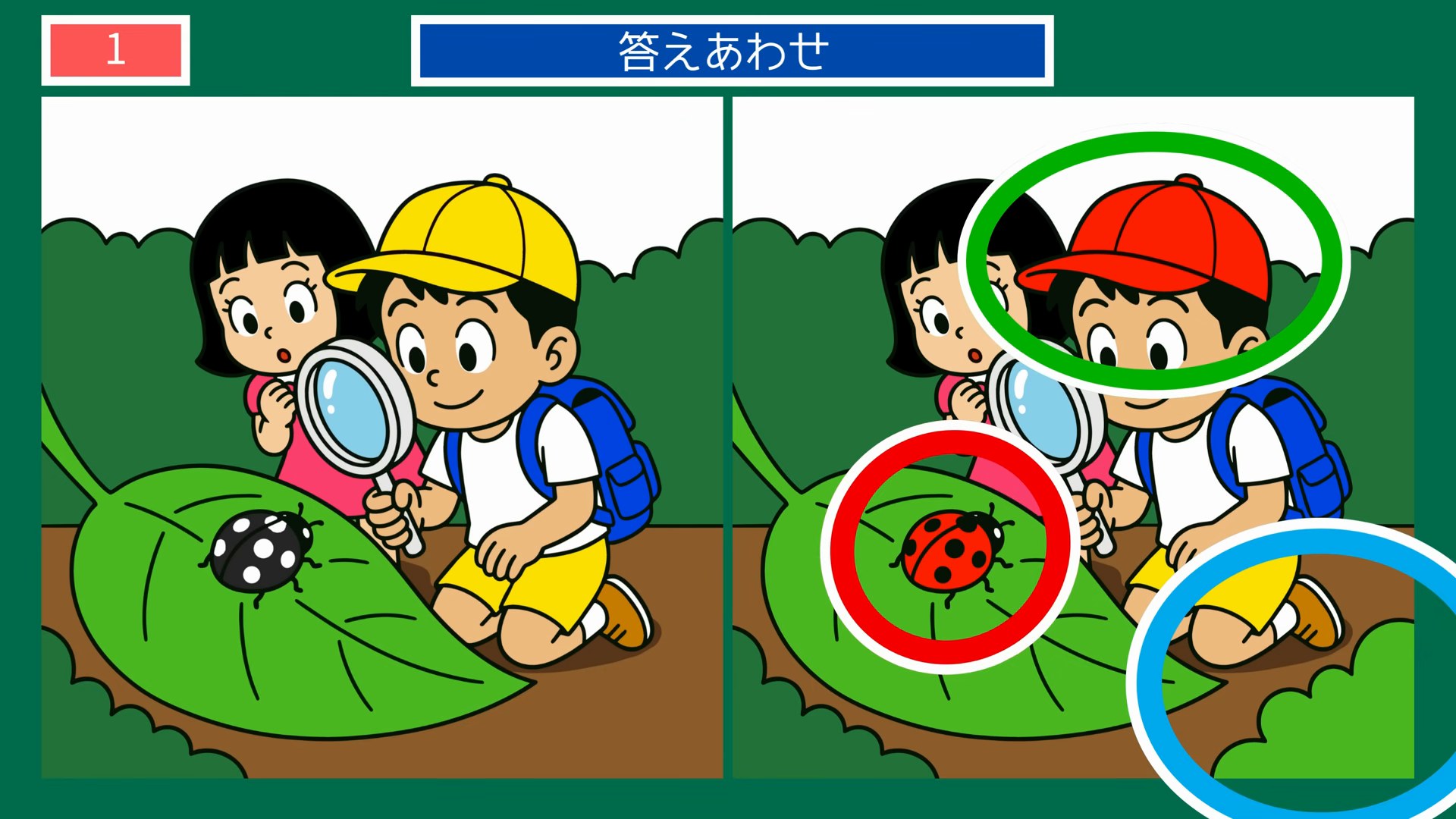 生きもの・動物の間違い探し 第1問 てんとう虫の観察の答え