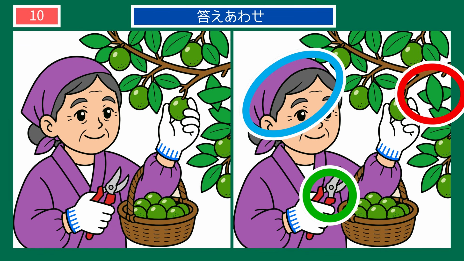 徳島県の名物とご当地グルメの間違い探し 第9問 すだちの収穫をするおばあさんの答え